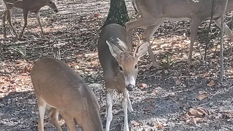 Piebald n deer fam 11/27/23