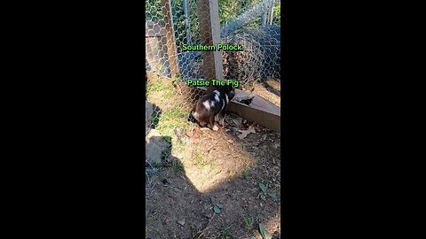 Patsie The Pig