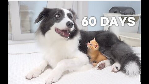 RESCUED TINY KITTEN GROW Up BELIEVING HE'S A BIG DOG DAY 1 To 60