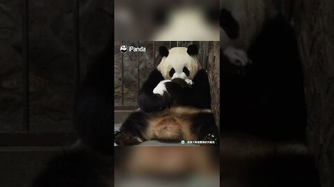 Clips Of Panda Baby And Mom In Every Step Of The Childhood | iPanda