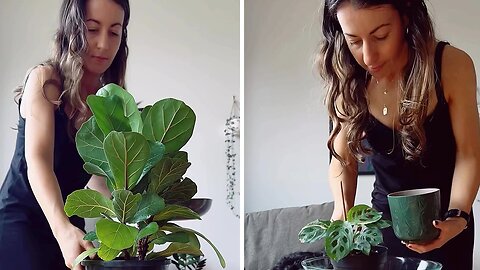 Time lapse footage of reverse watering house plants