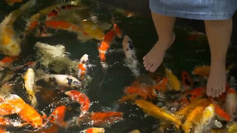 Happy Asian girl playing with fancy carp fish in the pond (2)