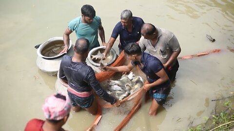 Fishermen are Catching Fish in a Pond. Catch a Lot of Fish With Cast Net , Net Fishing in Pond