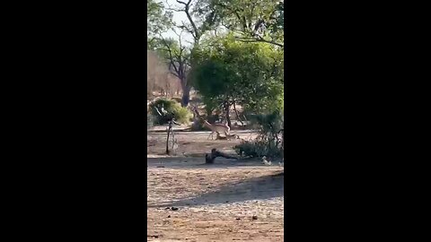 Jackal Takes Down Impala