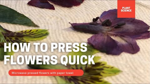 HOW TO PRESS FLOWERS QUICKLY USING PAPER TOWEL AND A MICROWAVE. #shorts