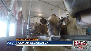 How some are thanking cows on cow appreciation day