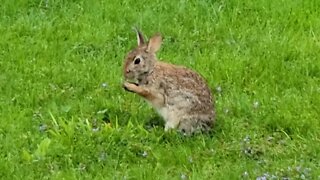 Fed yard rabbit a carrot 🥕