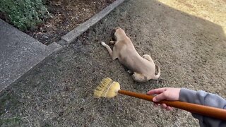 Touching Stray Dog With Food To Test For Aggressiveness