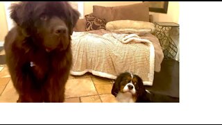 Newfoundland and Cavalier friends battle over toy
