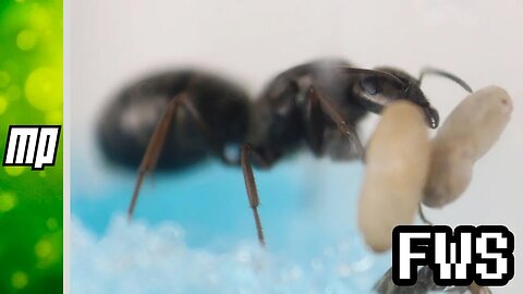 FWS - Ant Colony Vlog #1