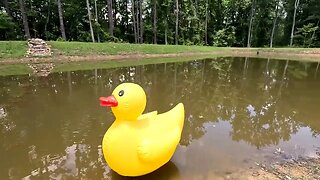 Big Duck in a Little Pond