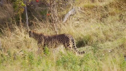 Large cheetah sneaking in the grass and looking for enemies or prey