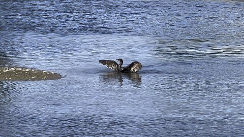 Cormorant took a refreshing bath 😊