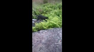 Dogs having fun! CLIFF JUMP!