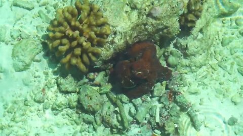 Camouflaged octopus under the turquoise blue green ocean (2)