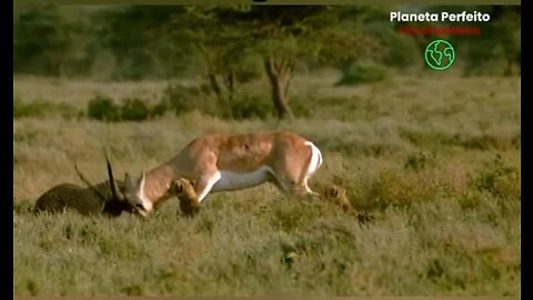 cheetah seriously injured itself in a battle