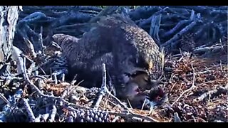 Mom Feeds Her Owlet 🦉 2/19/22 15:18
