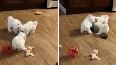 Maltese puppies adorably square off in tug-of-war match