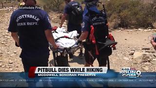 Owner cited for animal cruelty after dog dies while on Scottsdale hike