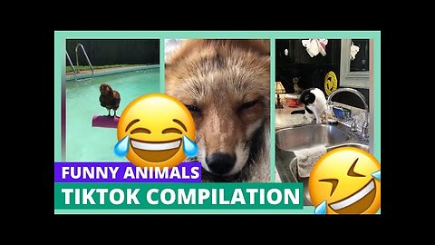 🤣videos to distract your kids-funny animals🤣