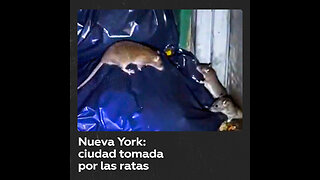 Los turistas quieren ver ratas cuando visitan Nueva York