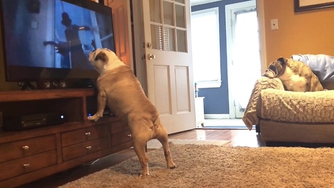 Bulldog gets a big scare during horror scene