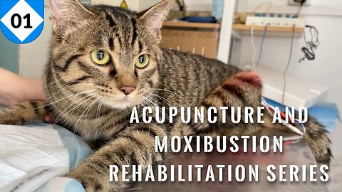 My lovely disabled cat has to start acupuncture and moxibustion again. I wish he can get better