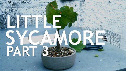 The Little Sycamore Seedling Part 3