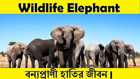 About Wildlife Elephant (Tutorial video)