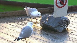 Seagulls Eating Garbage - Venice 2023