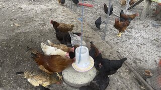 Feeding Time 🐓 #chickens #poultry #farm #homestead Chamberlin Family Farms “Naturally Good”