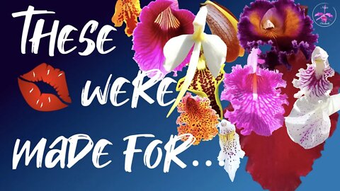 Orchids & Valentine | Happy Valentine's Day | Pick your favorite lip💋 ❤️🌹 Details in the Description