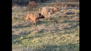 Malinois helps herd cows for the first time.