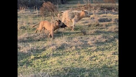 Malinois helps herd cows for the first time.