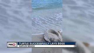 Sea Turtle Successfully Lays Eggs