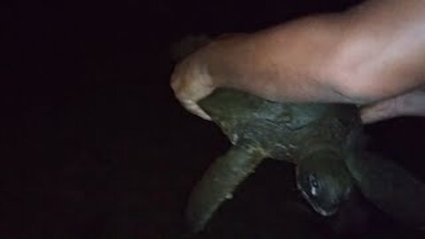 Family Rescues Sea Turtle caught in fishing line and hooks