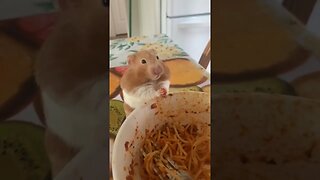 Hamspaghettie 😂 #shorts #animals #hamster #cutehamster #pasta
