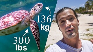 I spent a day with Giant Sea Turtles in México