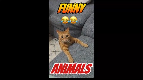 Funny Animals Video