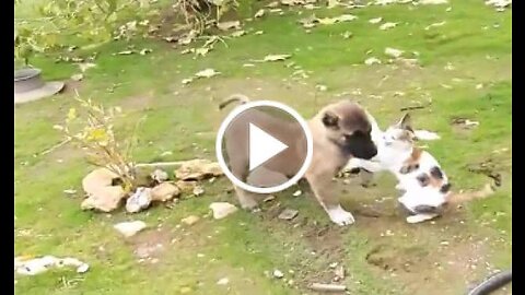 shepherd dog puppy and cat