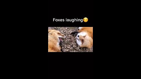 Foxes laughing- must watch