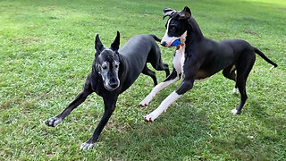 Funny Great Danes Love To Take Toy Outside To Play In The Florida Sunshine