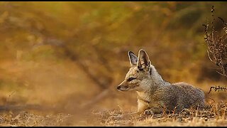 5 Fun Facts About The Bengal Fox