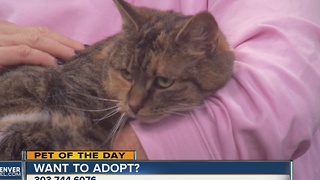 Pet of the day for December 10th - Tig the cat