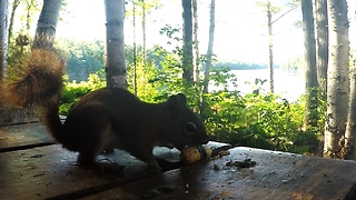 Red Squirrel Turns The Tables On Prankster