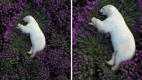 Little baby bear sleeping around purple flowers