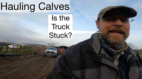 Hauling Calves. Is the Truck Stuck