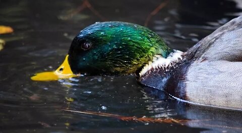 Fish eggs can survive being eaten by a duck.