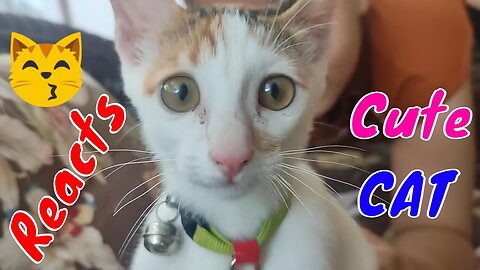 How Cat Reacts When Seeing Stranger 1st Time - Running or Being Friendly 24? | Viral Cat