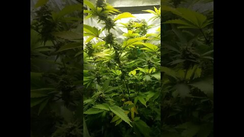 Cannabis Breeding Progress Update: Gelato OG x Pink Lemonade